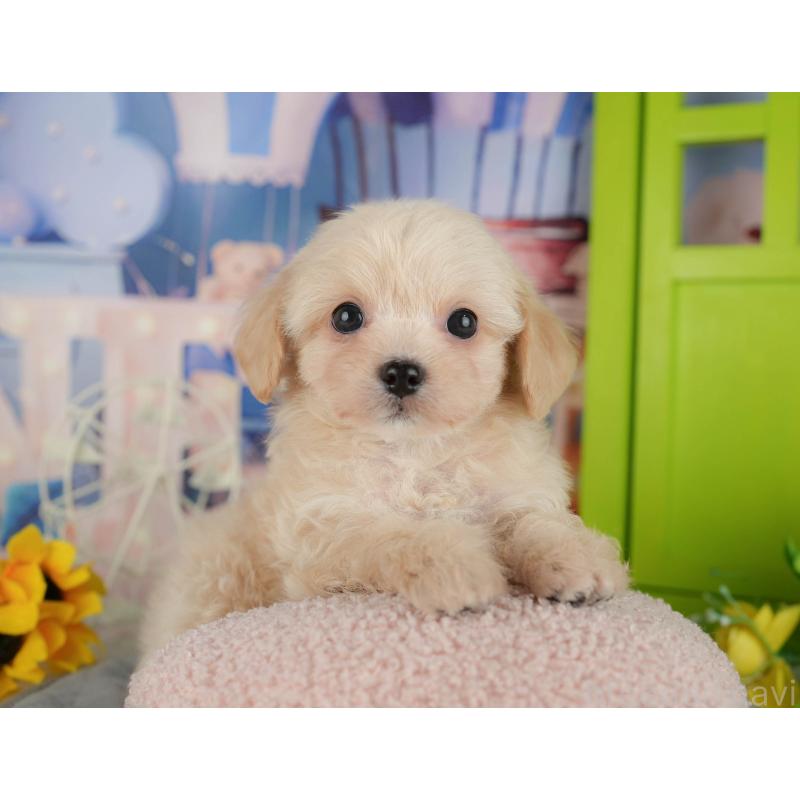 販売中の千葉県のチワプー:チワワ×トイプードル-434650の6枚目