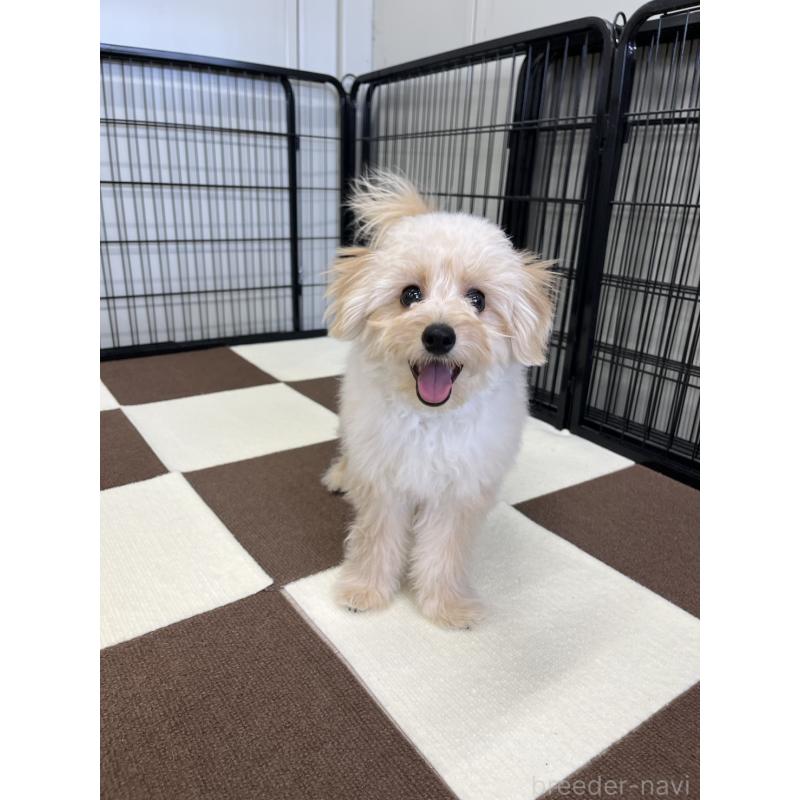 販売中の埼玉県のポメプー:ポメラニアン×トイプードル-410874の7枚目