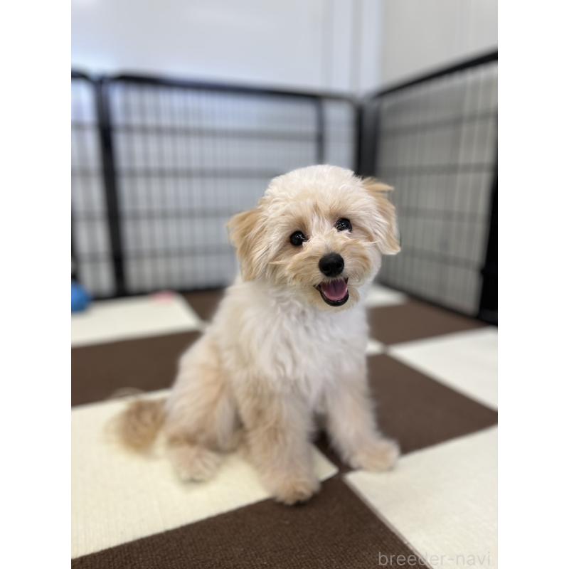 販売中の埼玉県のポメプー:ポメラニアン×トイプードル-410874の6枚目