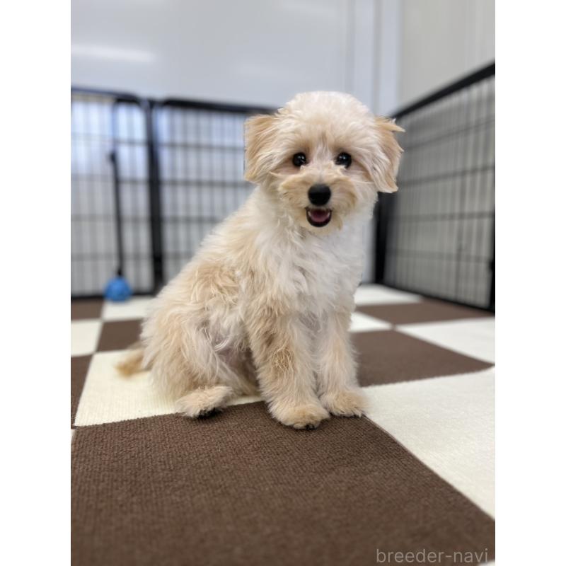 販売中の埼玉県のポメプー:ポメラニアン×トイプードル-410874の4枚目