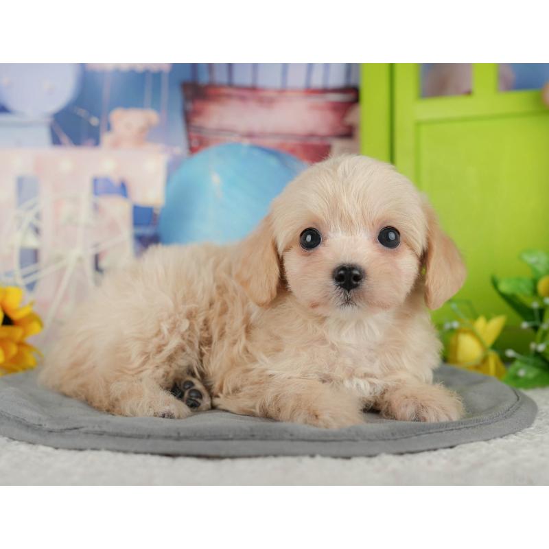 販売中の千葉県のチワプー:チワワ×トイプードル-434650の4枚目