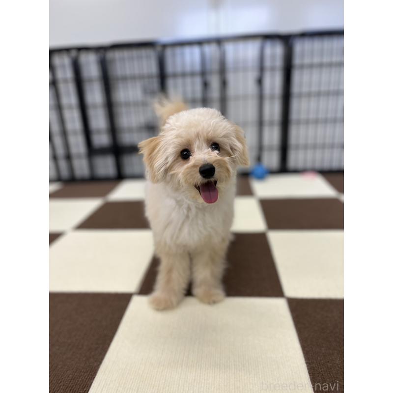 販売中の埼玉県のポメプー:ポメラニアン×トイプードル-410874の3枚目