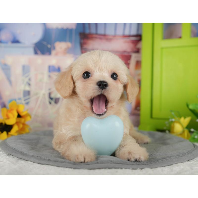 販売中の千葉県のチワプー:チワワ×トイプードル-434650の3枚目