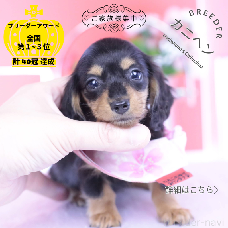 販売中の愛知県のカニンヘンダックスフンド(ロングヘアード)-432012