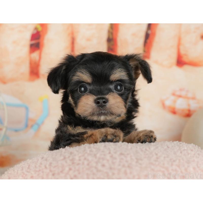 販売中の千葉県のチワプー:チワワ×トイプードル-434699