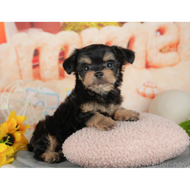 販売中の千葉県のチワプー:チワワ×トイプードル-434699の11枚目