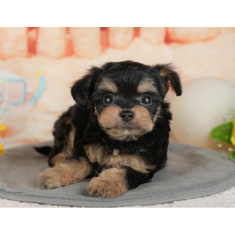 販売中の千葉県のチワプー:チワワ×トイプードル-434699の7枚目