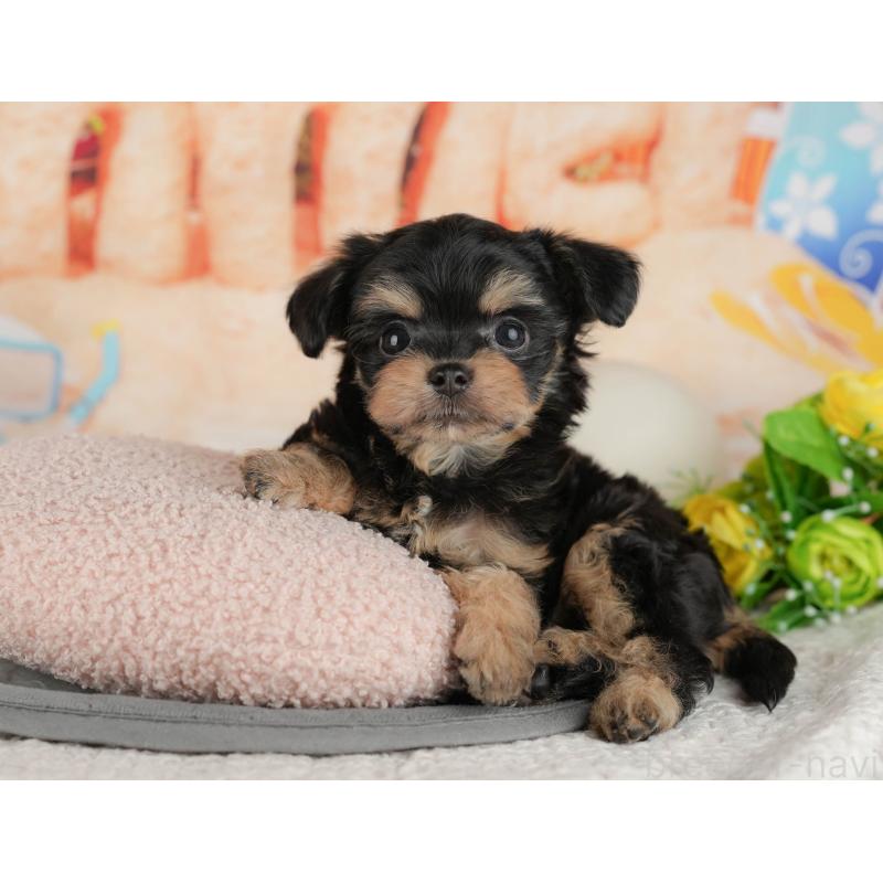 販売中の千葉県のチワプー:チワワ×トイプードル-434699の6枚目