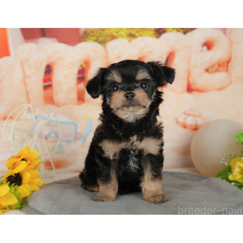 販売中の千葉県のチワプー:チワワ×トイプードル-434699の4枚目