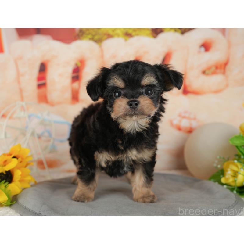 販売中の千葉県のチワプー:チワワ×トイプードル-434699の3枚目