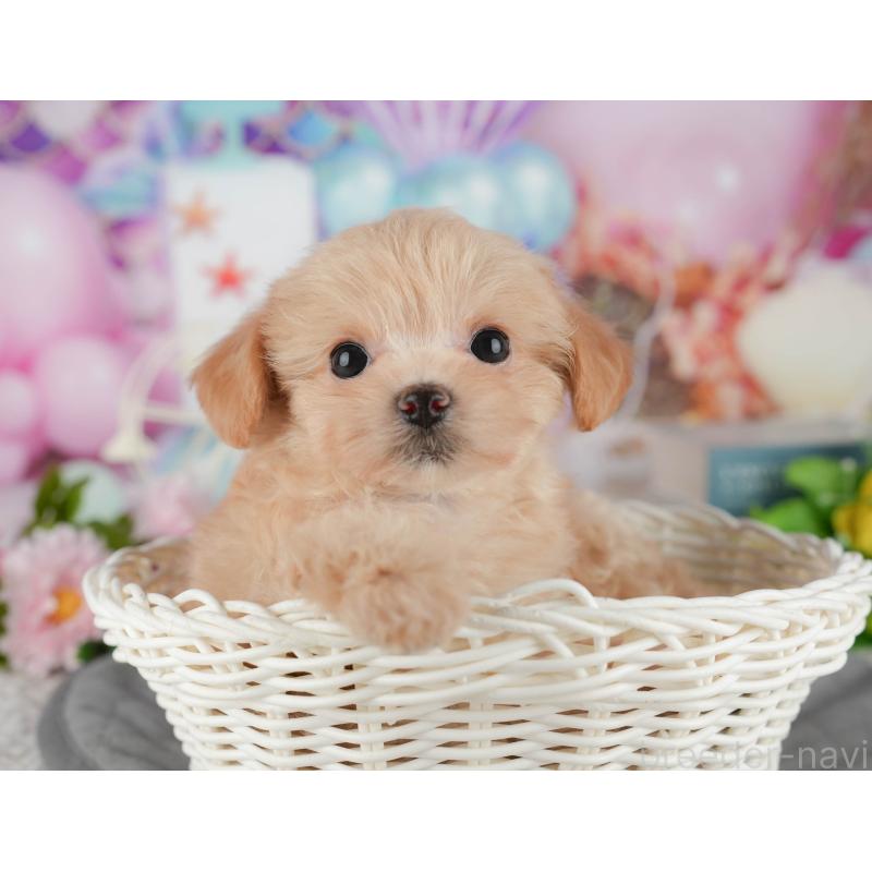 販売中の千葉県のチワプー:チワワ×トイプードル-434696