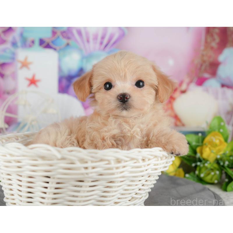 販売中の千葉県のチワプー:チワワ×トイプードル-434696の11枚目