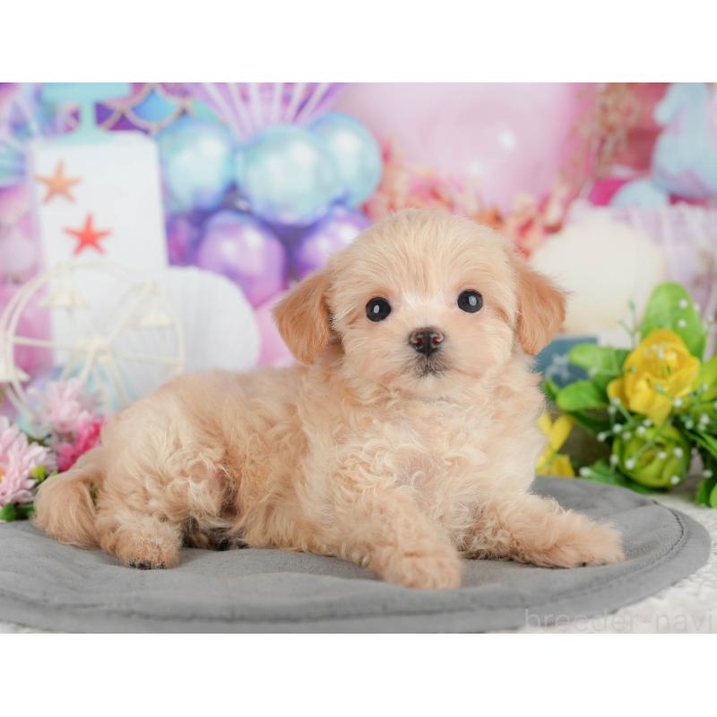 販売中の千葉県のチワプー:チワワ×トイプードル-434696の9枚目