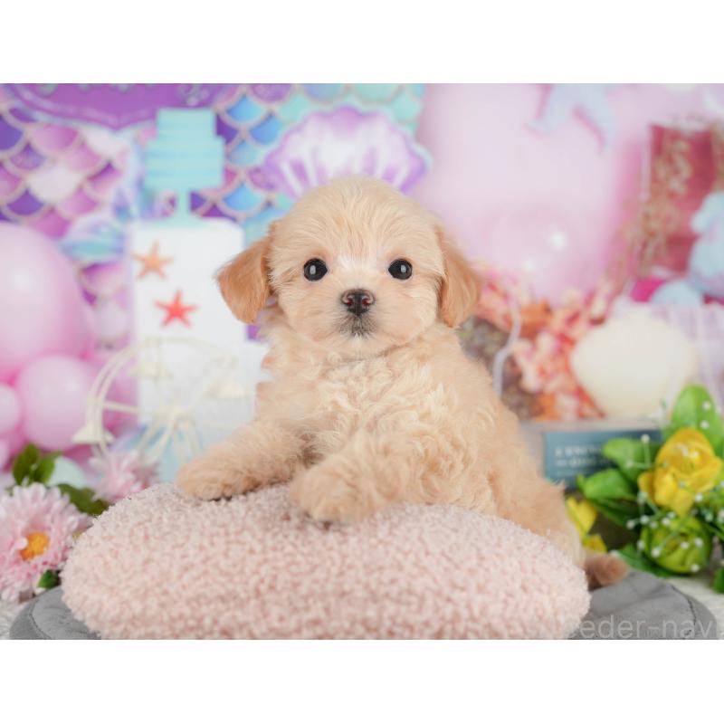 販売中の千葉県のチワプー:チワワ×トイプードル-434696の8枚目