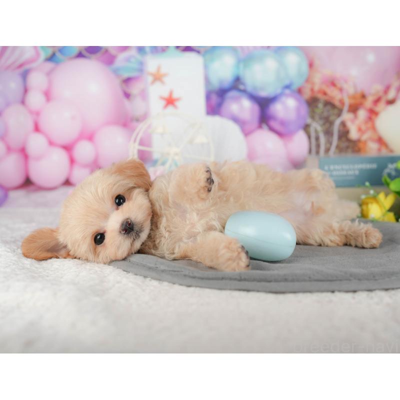 販売中の千葉県のチワプー:チワワ×トイプードル-434696の7枚目