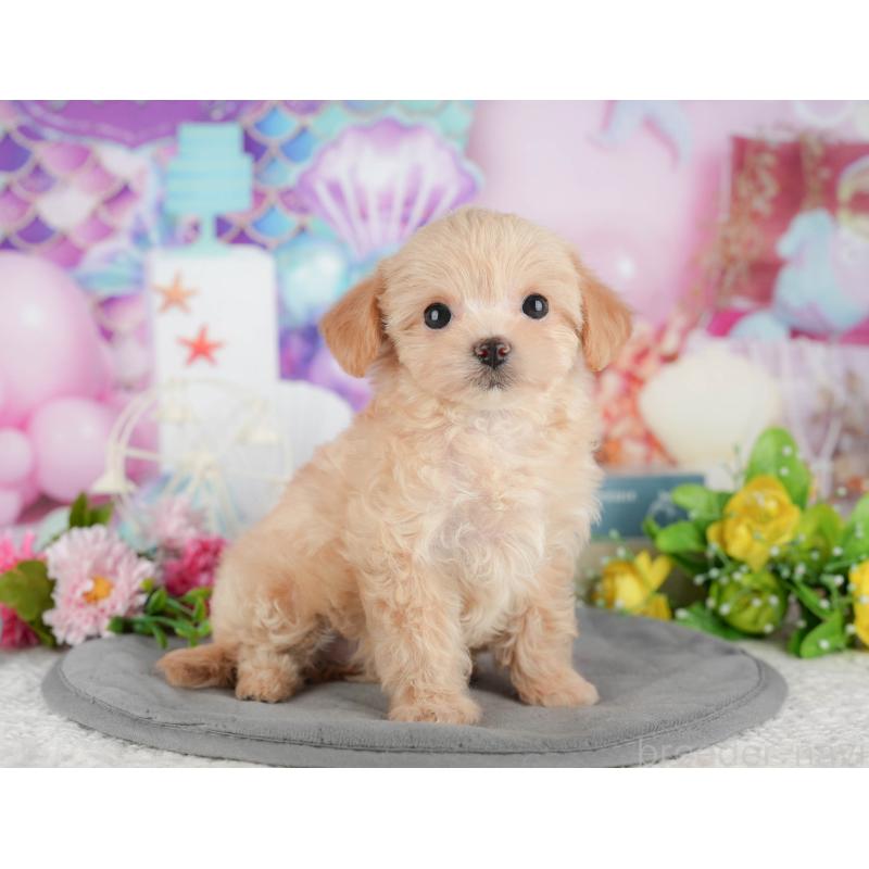 販売中の千葉県のチワプー:チワワ×トイプードル-434696の6枚目