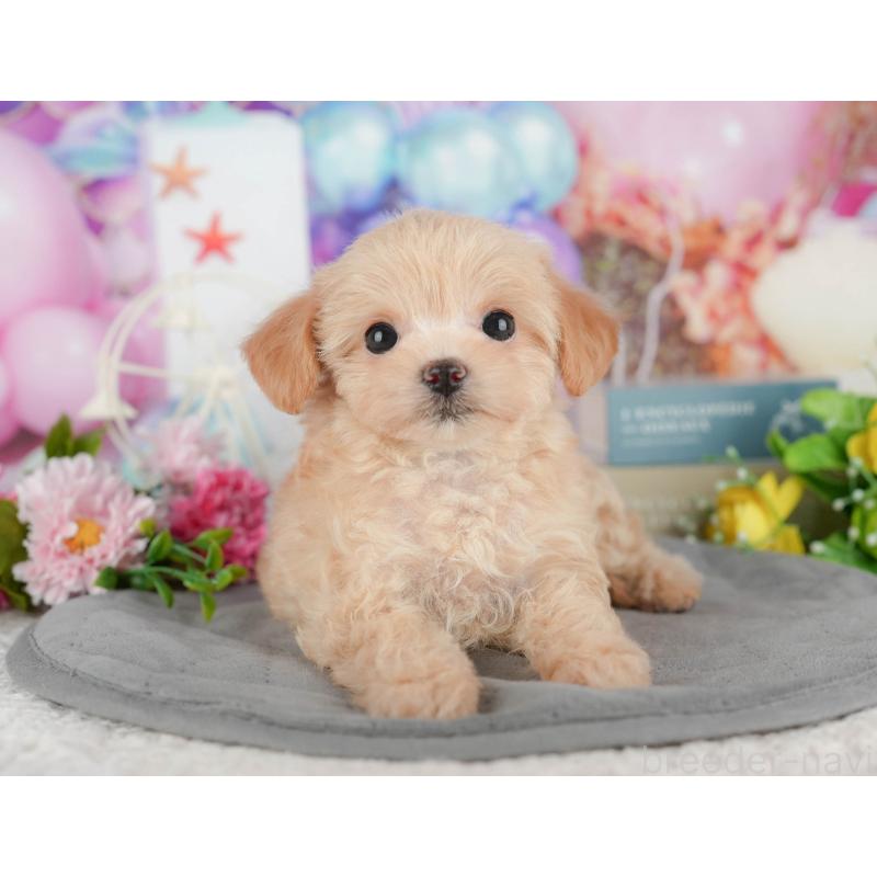 販売中の千葉県のチワプー:チワワ×トイプードル-434696の4枚目