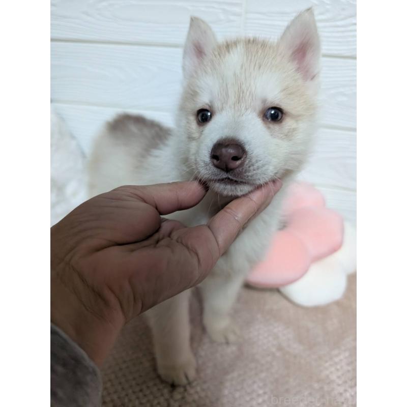 販売中の宮崎県のシベリアンハスキー-434628の3枚目