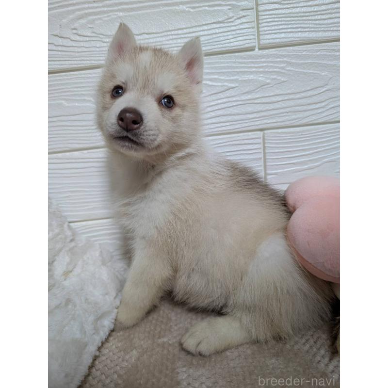 販売中の宮崎県のシベリアンハスキー-434628の2枚目