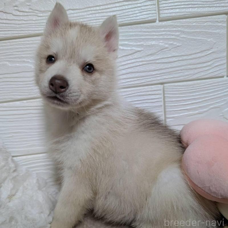 販売中の宮崎県のシベリアンハスキー-434628の1枚目