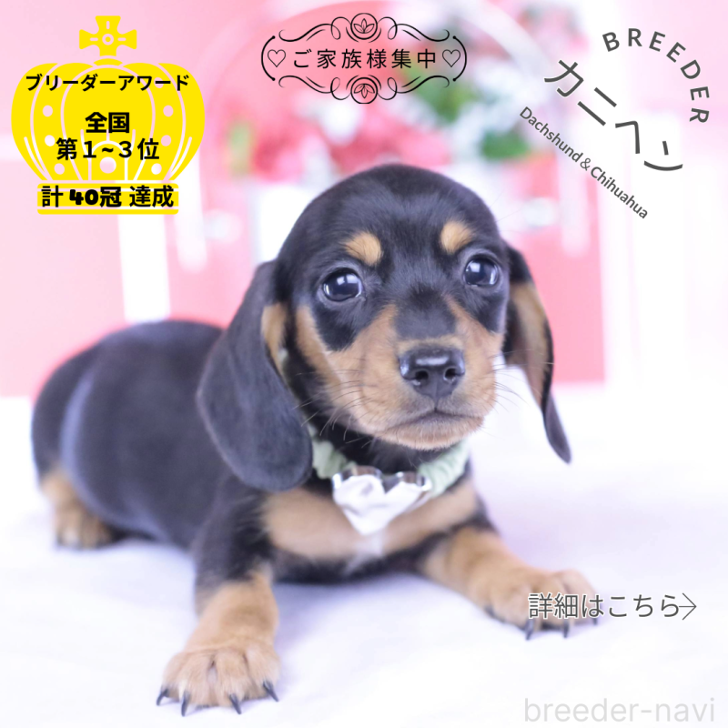 販売中の愛知県のカニンヘンダックスフンド(スムースヘアード)-432013