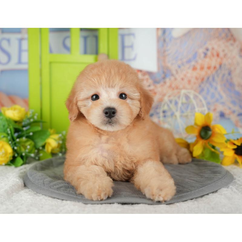 販売中の千葉県のトイプードル-434690