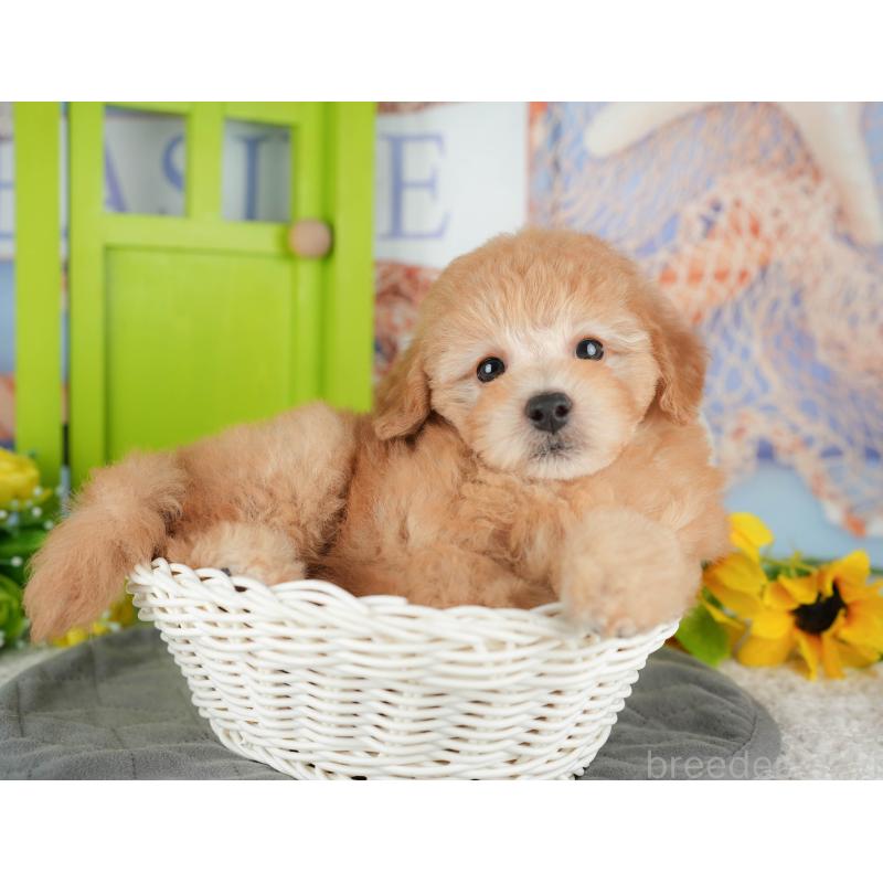 販売中の千葉県のトイプードル-434690の11枚目