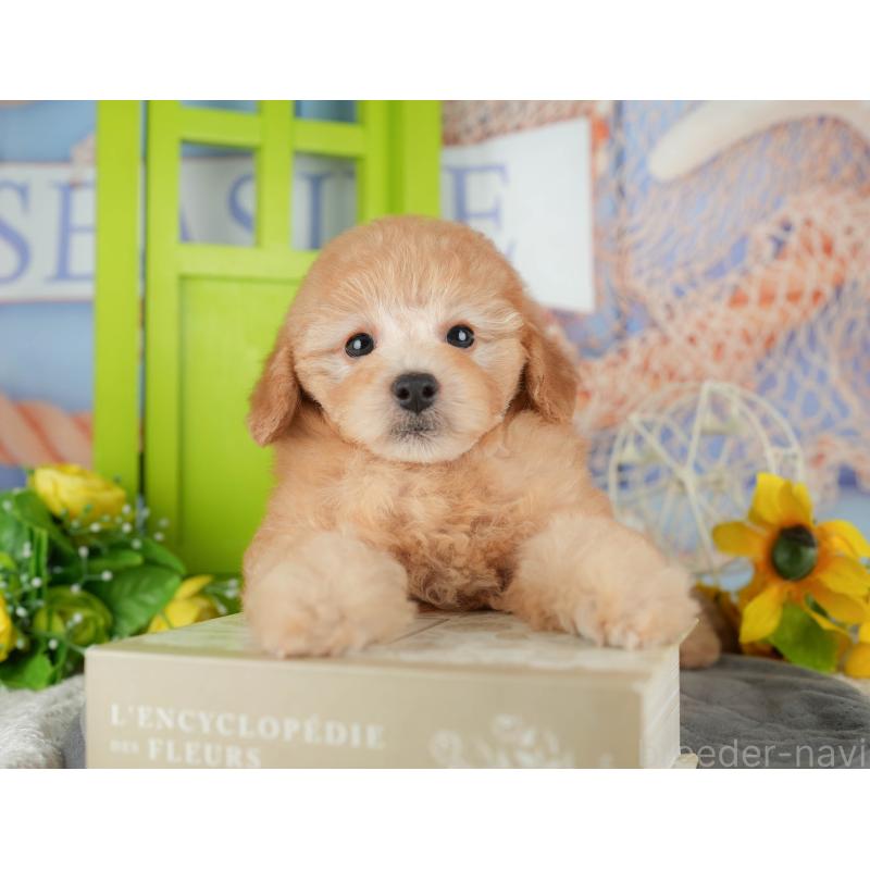 販売中の千葉県のトイプードル-434690の10枚目