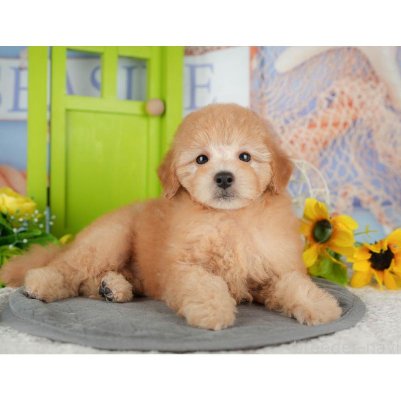 販売中の千葉県のトイプードル-434690の9枚目