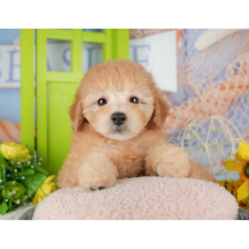 販売中の千葉県のトイプードル-434690の8枚目