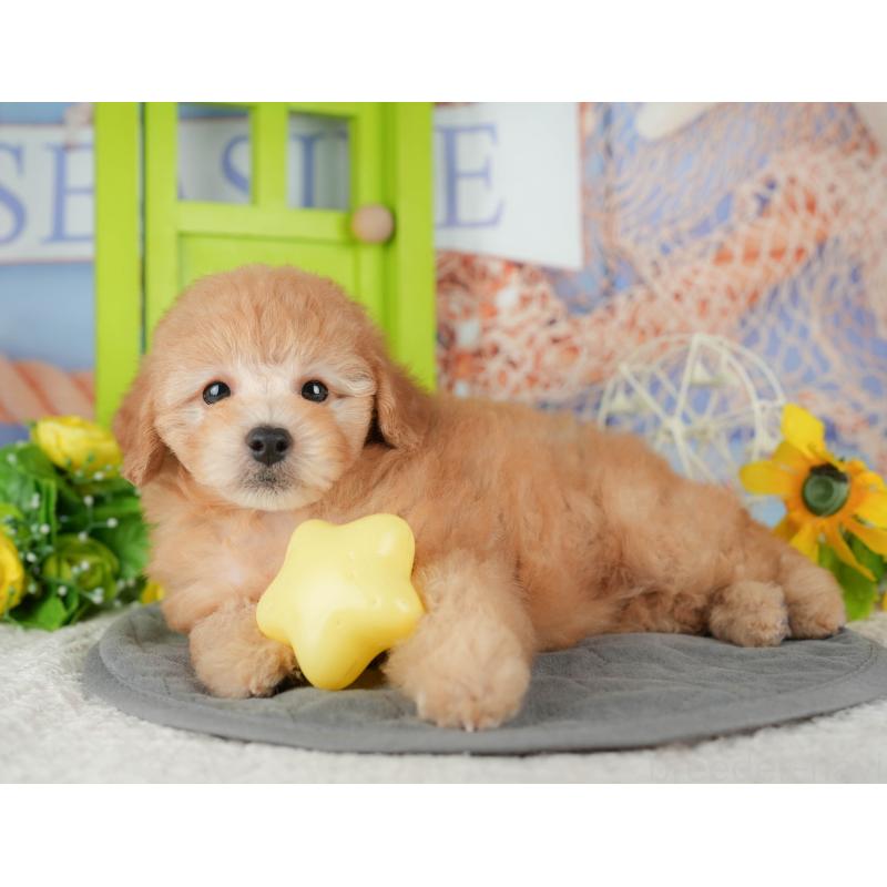 販売中の千葉県のトイプードル-434690の7枚目