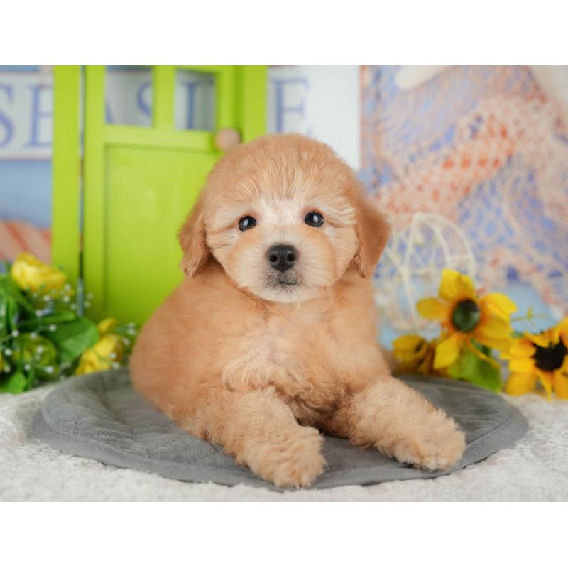 販売中の千葉県のトイプードル-434690の6枚目