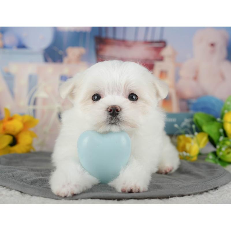 販売中の千葉県のマルチーズ-434688