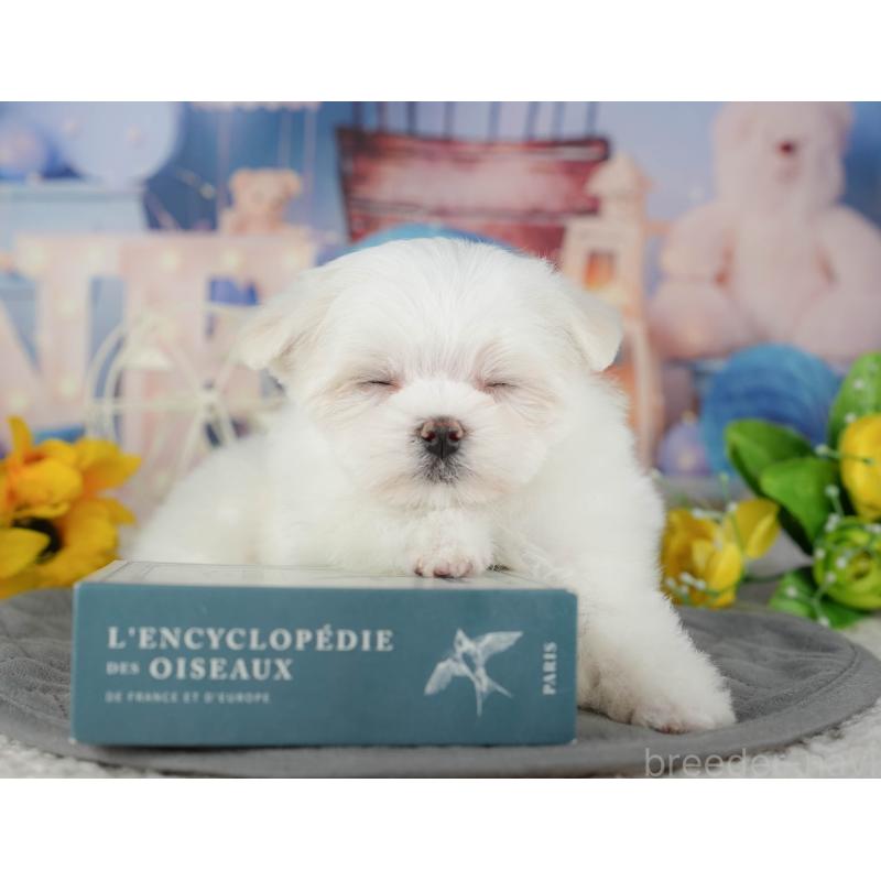 販売中の千葉県のマルチーズ-434688の11枚目