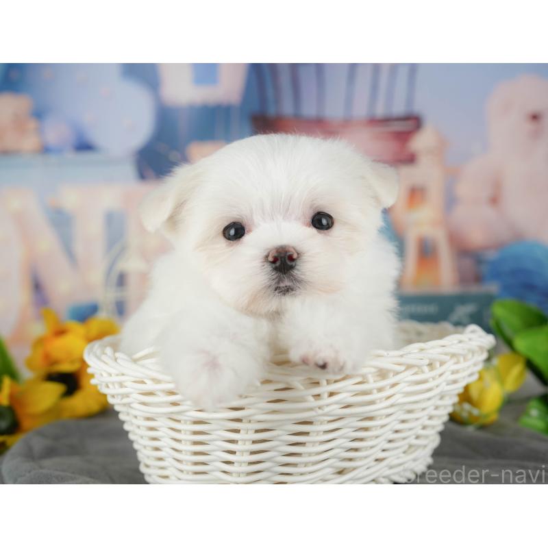 販売中の千葉県のマルチーズ-434688の10枚目