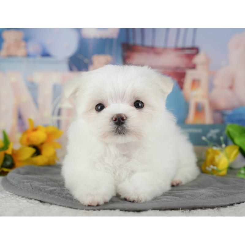 販売中の千葉県のマルチーズ-434688の9枚目