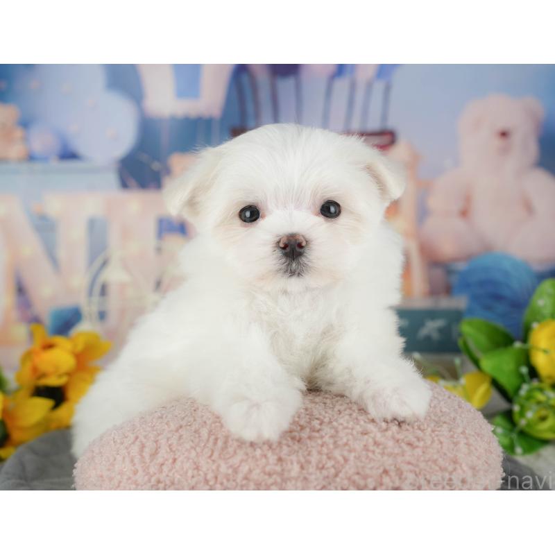 販売中の千葉県のマルチーズ-434688の7枚目