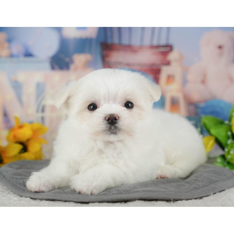 販売中の千葉県のマルチーズ-434688の6枚目