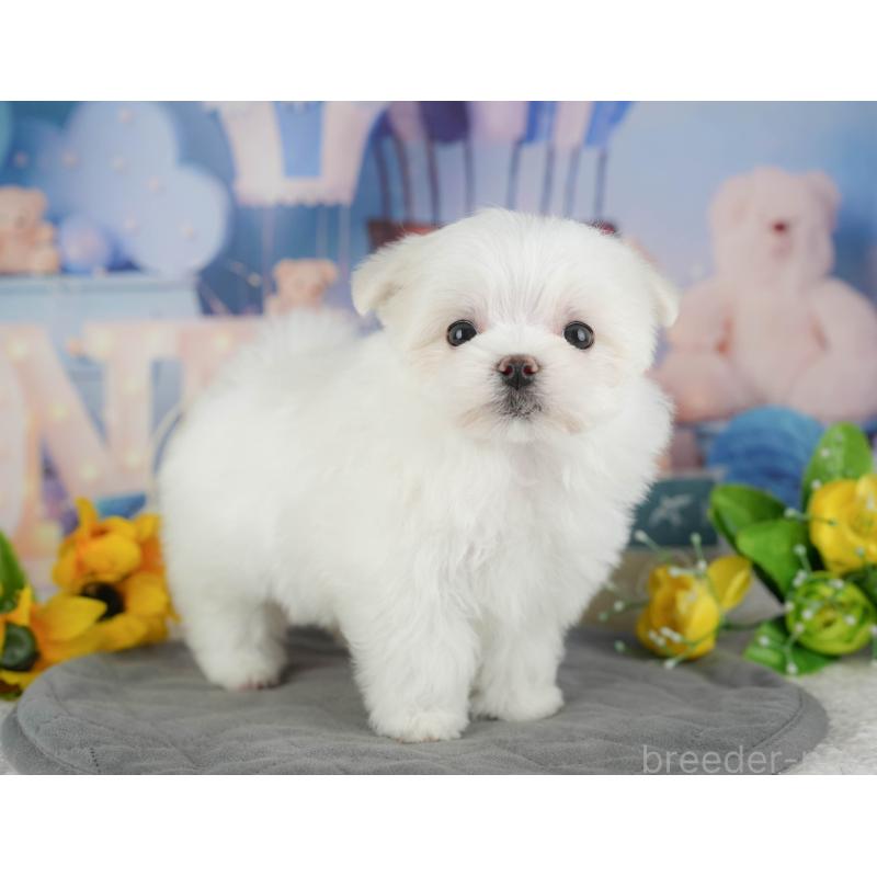 販売中の千葉県のマルチーズ-434688の4枚目