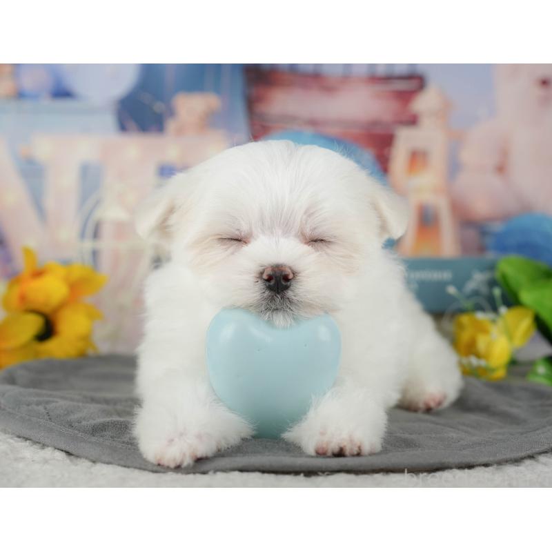 販売中の千葉県のマルチーズ-434688の3枚目