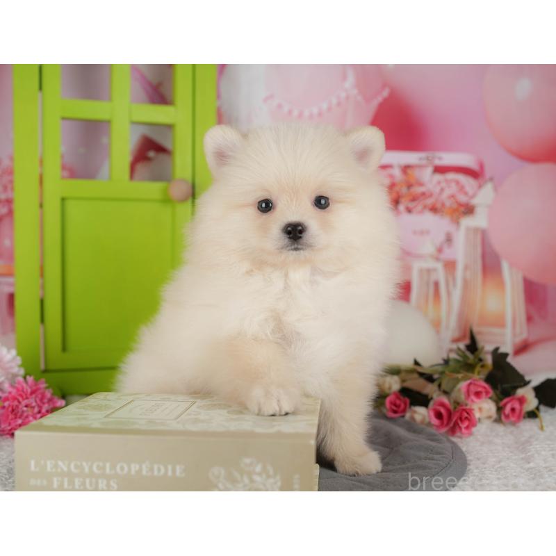 販売中の千葉県のポメラニアン-434687