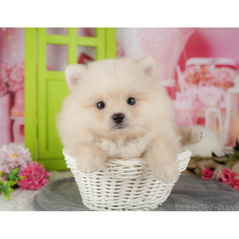 販売中の千葉県のポメラニアン-434687の11枚目