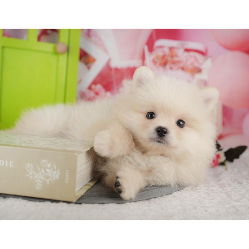 販売中の千葉県のポメラニアン-434687の10枚目