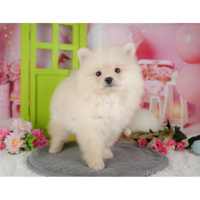 販売中の千葉県のポメラニアン-434687の3枚目