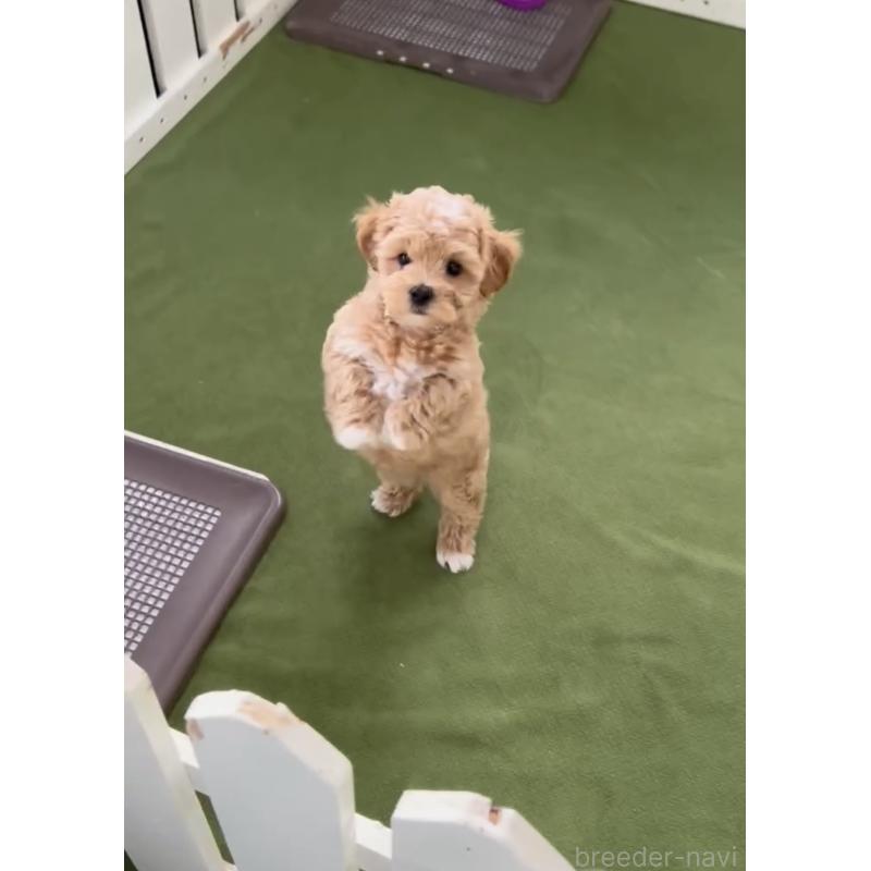 成約済の福岡県のマルプー:マルチーズ×トイプードル-430992の5枚目