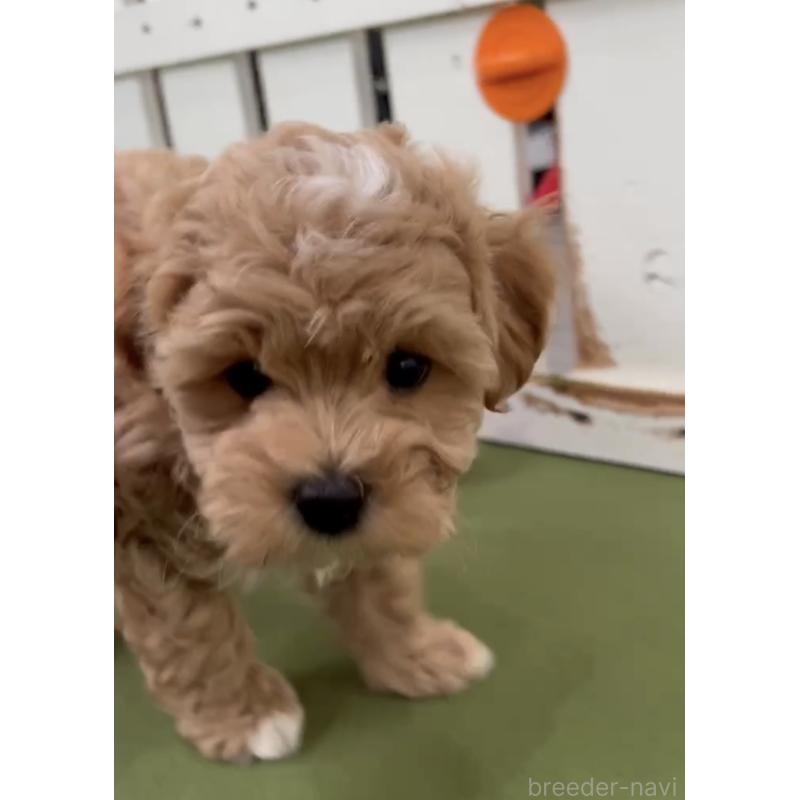 成約済の福岡県のマルプー:マルチーズ×トイプードル-430992の4枚目