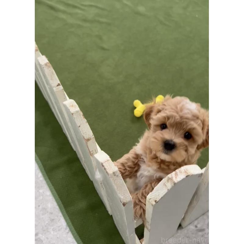 成約済の福岡県のマルプー:マルチーズ×トイプードル-430992の3枚目