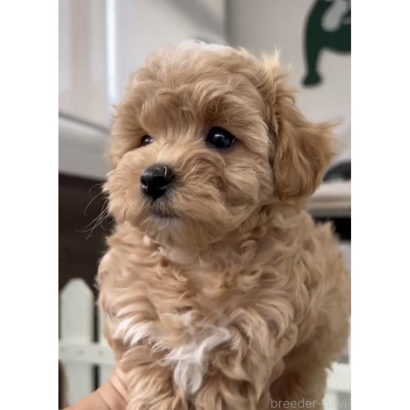 成約済の福岡県のマルプー:マルチーズ×トイプードル-430992の2枚目