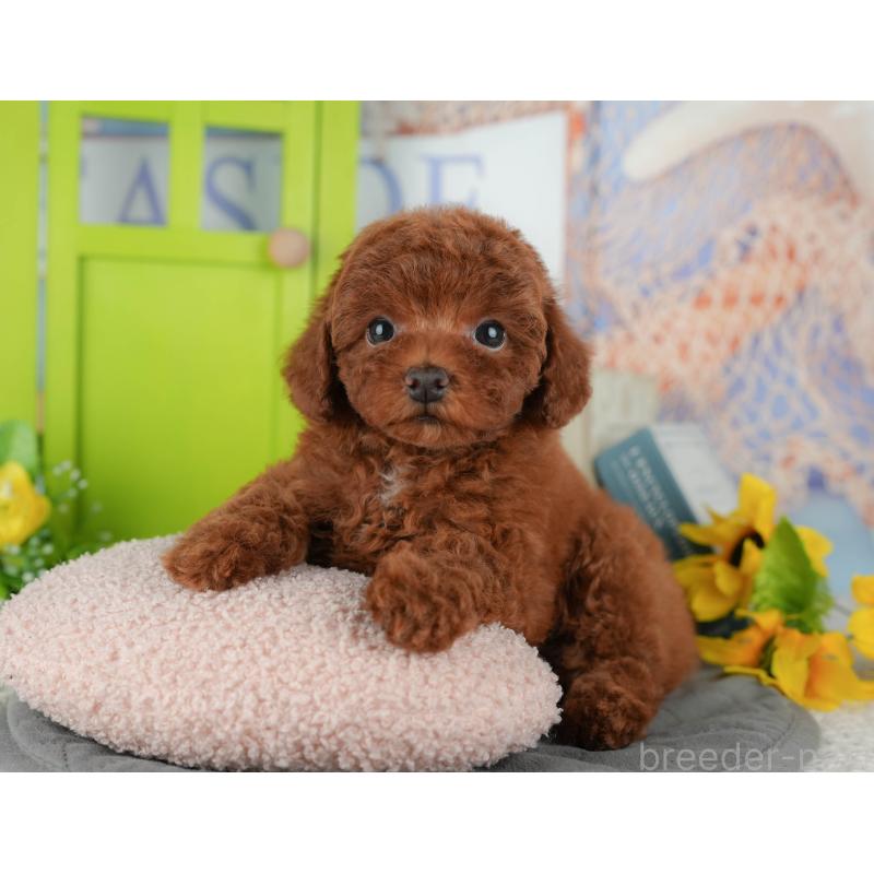 販売中ののトイプードル-434681