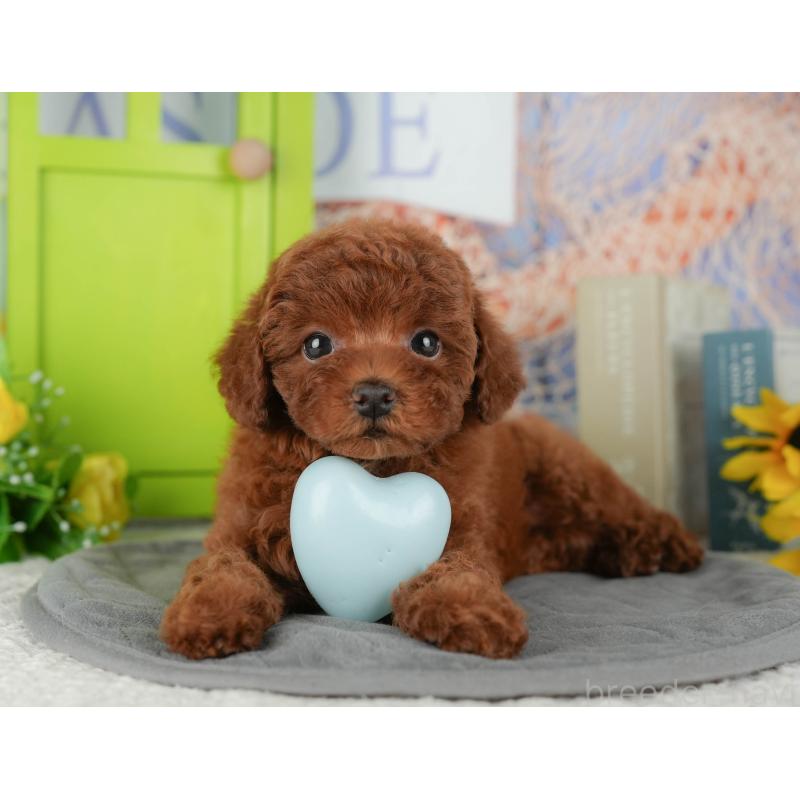 販売中の千葉県のトイプードル-434681の11枚目